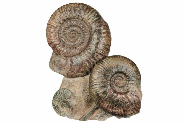 Three Ammonite (Hammatoceras) Fossils - Belmont, France